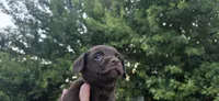 Mini Cocker x m chocolate , a male Schipperke and English Cocker Spaniel for sale in Centerville, IA – 1 of 9