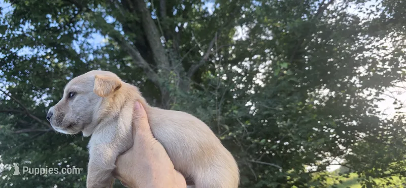 Boy 3 biggest and has white on head – Scottish Terrier, English Cocker Spaniel puppy for sale in Centerville, IA