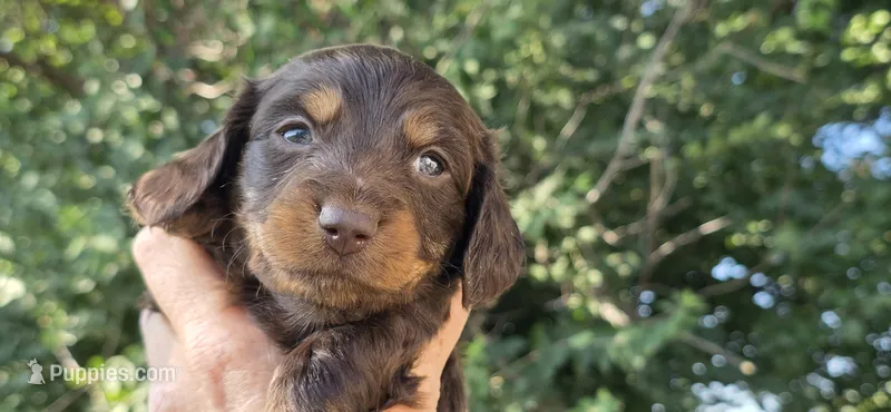 Boy 5 – Miniature Dachshund puppy for sale in Centerville, IA