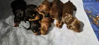 Boy 1, a male Miniature Dachshund for sale in Centerville, IA – 3 of 4