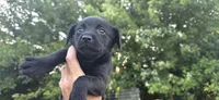 Mini Cocker x f black 1, a female English Cocker Spaniel for sale in Centerville, IA – 4 of 7