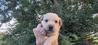 Runt girl, a female Scottish Terrier and English Cocker Spaniel for sale in Centerville, IA – 2 of 5