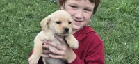 Mini lab x f blonde ready now , a female Schipperke and Labrador Retriever for sale in Centerville, IA – 7 of 10