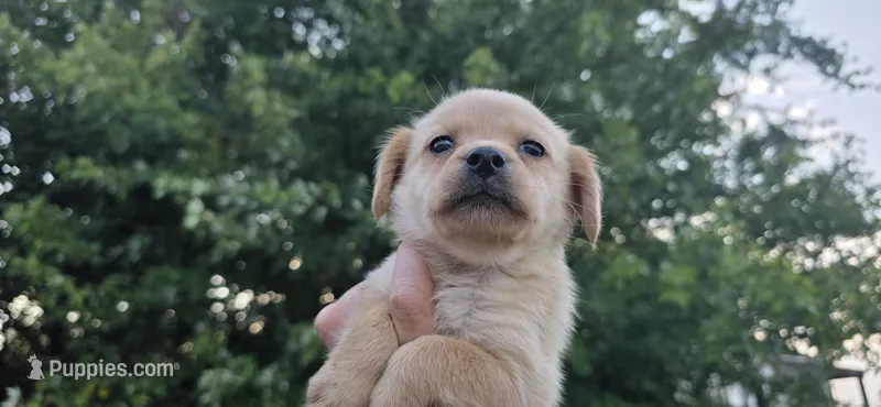 Cocker x f blonde – Schipperke, English Cocker Spaniel puppy for sale in Centerville, IA