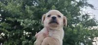Mini Cocker x f blonde, a female Schipperke and English Cocker Spaniel for sale in Centerville, IA – 1 of 5