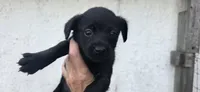 Mini Cocker x f black 1, a female English Cocker Spaniel for sale in Centerville, IA – 2 of 7