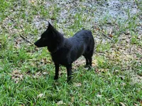 Mini lab x f blonde ready now , a female Schipperke and Labrador Retriever for sale in Centerville, IA – 9 of 10