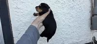 Boy  long hair, a male Miniature Dachshund for sale in Centerville, IA – 7 of 10