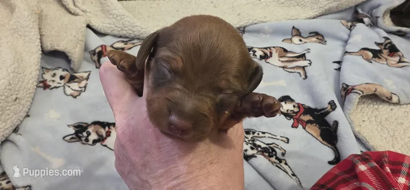 Boy  – Miniature Dachshund puppy for sale in Centerville, IA