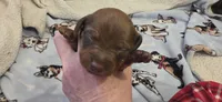 Boy , a male Miniature Dachshund for sale in Centerville, IA – Photo 1 of 8