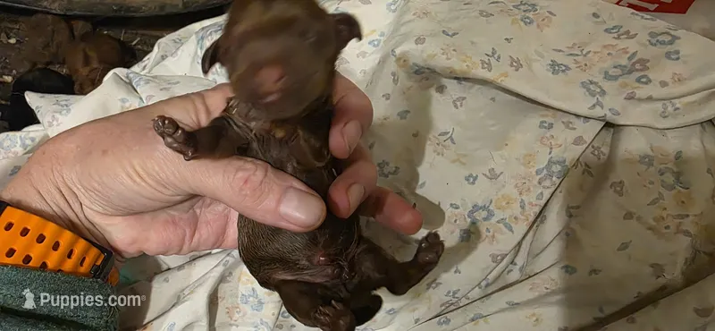 Boy 1 – Miniature Dachshund puppy for sale in Centerville, IA