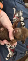 Boy , a male Miniature Dachshund for sale in Centerville, IA – Photo 5 of 8