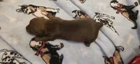 Boy , a male Miniature Dachshund for sale in Centerville, IA – Photo 7 of 8