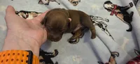 Boy , a male Miniature Dachshund for sale in Centerville, IA – Photo 3 of 8