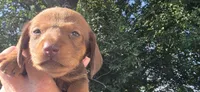 Boy 3, a male Miniature Dachshund for sale in Centerville, IA – 9 of 9