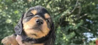 Boy  long hair, a male Miniature Dachshund for sale in Centerville, IA – 1 of 10