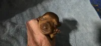 Girl, a female Miniature Dachshund for sale in Centerville, IA – 4 of 10