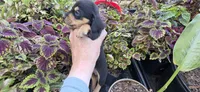 Boy 2 runt, a male Miniature Dachshund for sale in Centerville, IA – 7 of 7