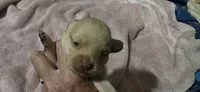 Cocker x m blonde, a male English Cocker Spaniel for sale in Centerville, IA – 2 of 5