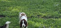 Boy 3 has white on head, a male English Cocker Spaniel for sale in Centerville, IA – 7 of 7