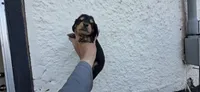 Boy  long hair, a male Miniature Dachshund for sale in Centerville, IA – 8 of 10