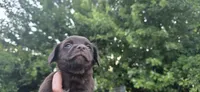 Mini Cocker x m chocolate , a male Schipperke and English Cocker Spaniel for sale in Centerville, IA – 2 of 9