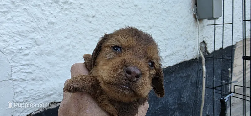 Girl – Miniature Dachshund puppy on hold in Centerville, IA