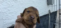 Girl, a female Miniature Dachshund for sale in Centerville, IA – 1 of 10