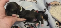 Girl  dark brindle white, a female Miniature Dachshund for sale in Centerville, IA – Photo 2 of 9