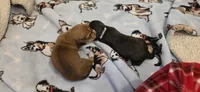 Girl  dark brindle white, a female Miniature Dachshund for sale in Centerville, IA – Photo 4 of 9