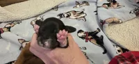 Girl  dark brindle white, a female Miniature Dachshund for sale in Centerville, IA – Photo 1 of 9