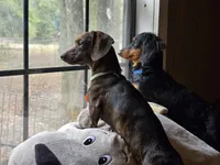 Girl  dark brindle white, a female Miniature Dachshund for sale in Centerville, IA – Photo 9 of 9