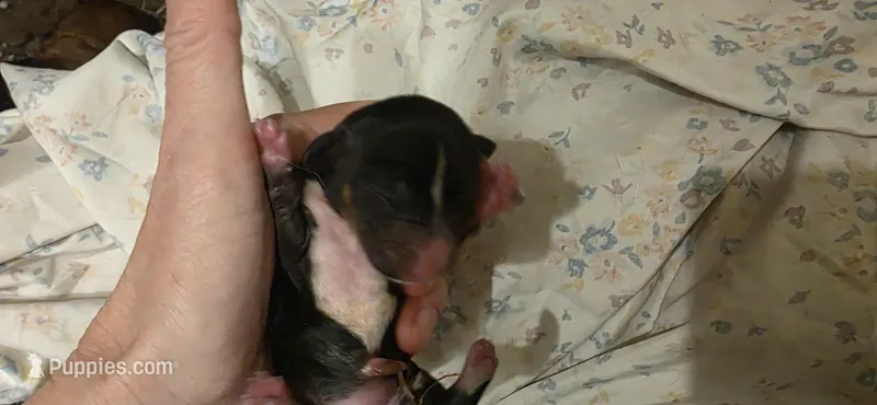 Boy 2 tri color – Miniature Dachshund puppy for sale in Centerville, IA