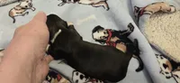 Girl  dark brindle white, a female Miniature Dachshund for sale in Centerville, IA – Photo 8 of 9