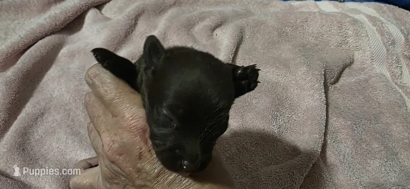 Cocker x m chocolate  – English Cocker Spaniel puppy for sale in Centerville, IA