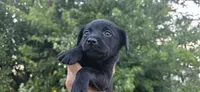 Mini Cocker x f black runt, a female English Cocker Spaniel for sale in Centerville, IA – 2 of 5