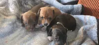 Girl  dark brindle white long hair, a female Miniature Dachshund for sale in Centerville, IA – 9 of 9