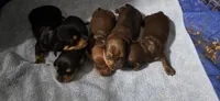 Boy 3, a male Miniature Dachshund for sale in Centerville, IA – 3 of 3