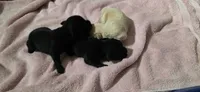 Cocker x f black runt, a female English Cocker Spaniel for sale in Centerville, IA – 2 of 3