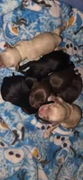 Cocker x m, a male English Cocker Spaniel for sale in Centerville, IA – 2 of 2