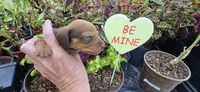 Boy 3, a male Miniature Dachshund for sale in Centerville, IA – 7 of 9