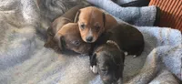 Girl  dark brindle white long hair, a female Miniature Dachshund for sale in Centerville, IA – 8 of 9