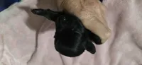 Cocker x f black 1, a female English Cocker Spaniel for sale in Centerville, IA – 2 of 3