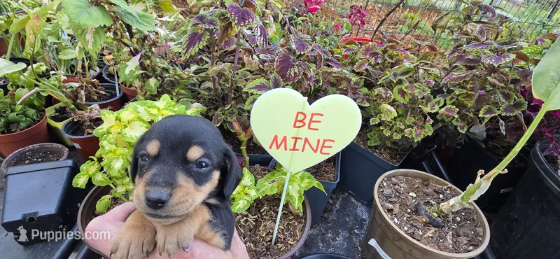 Boy 2 runt – Miniature Dachshund puppy for sale in Centerville, IA