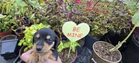 Boy 2 runt, a male Miniature Dachshund for sale in Centerville, IA – 1 of 7