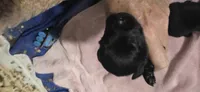 Cocker x f black runt, a female English Cocker Spaniel for sale in Centerville, IA – 3 of 3
