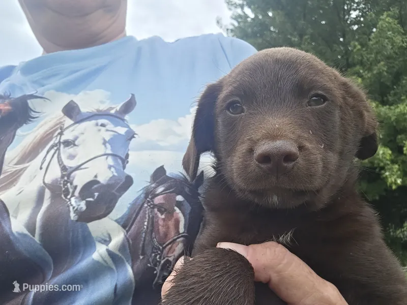 Mini labrador m chocolate ready now – Labrador Retriever puppy for sale in Centerville, IA