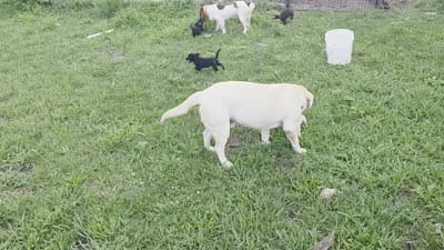 Mini lab x f black runt ready now, a female Labrador Retriever for sale in Centerville, IA – 8 of 8