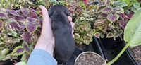Boy 2 runt, a male Miniature Dachshund for sale in Centerville, IA – 6 of 7