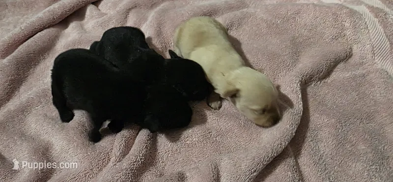 Cocker x f black 1 – English Cocker Spaniel puppy for sale in Centerville, IA